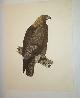  Selby, Prideaux John (1788-1867 - author) and William Lizars (17881859 - engraver), Golden Eagle. Female. Plate I. Plates to Selby's Illustrations of British Ornithology & Water Birds