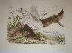  Selby, Prideaux John (1788-1867 - author) and William Lizars (17881859 - engraver), Little Egret Heron. Plate V. Plates to Selby's Illustrations of British Ornithology & Water Birds