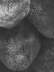  Nash, David (photog.); Haines Gallery (San Francisco), David Nash: New Work by David Nash. 4 November to 30 December, 2004. [Exhibition Brochure]