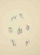 Nau, John-Antoine (author) and Henri Matisse (artist), 4 Page Spread with Leaves from Poésies Antillaises, Illustrées Par Henri Matisse