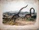  Audubon, John James (1785-1851), Annulated Marmot Squirrel - Plate 79 (LXXIX) from the Viviparous Quadrupeds of North America. First Imperial Folio Edition