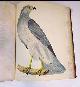  Bonaparte, Charles Lucian (1803-1857); A. Rider, artist; Alexanderr Lawson, engraver, American Ornithology; or, the Natural History of Birds Inhabiting the United States, Not Given by Wilson. 3 Vols. First Editions with 21 Plates