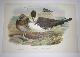  Gould, John (1804-1881); H.C. Richter; Joseph Wolf; Walter, Imp, Stercorarius Pomatorhinus. Stercorarius Pomarinus. Pomatorhine Skua. Pomarine Skua from "the Birds of Great Britain". First Edition