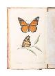  Say,Thomas, (1787-1834); plates by T. R. Peale, H. Bridport, C. A. Lesueur, W. W. Wood, and C. Tiebout; engraved by Tiebout, G. Lang, and Longacre, American Entomology, or Descriptions of the Insects of North America : Illustrated by Coloured Figures from Original Drawings Executed from Nature. First Editions Vols. 1 & 3