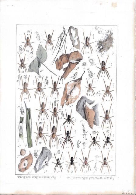 BECKER, LEON - Arachnides de Belgique (Book XII) Deuxime et Troisime Parties. Eresidae,Epeirid,Uloborid,Theridionid, Pholcid.- Chernetes,Opiliones.(vol. de texte, vol. de 48 planches).